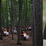 【十日町】7/8(土)9(日) ホタルが飛ぶ美しいブナ林で極上のディナーを楽しめるイベント開催