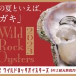村上の海が育む“絶品天然岩ガキ”を楽しむイベント「ムラカミ ワイルドロックオイスターズ」開催中